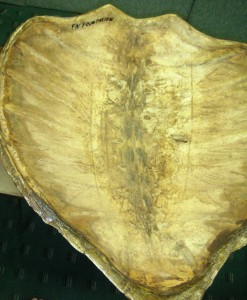 cropped-turtle-shell