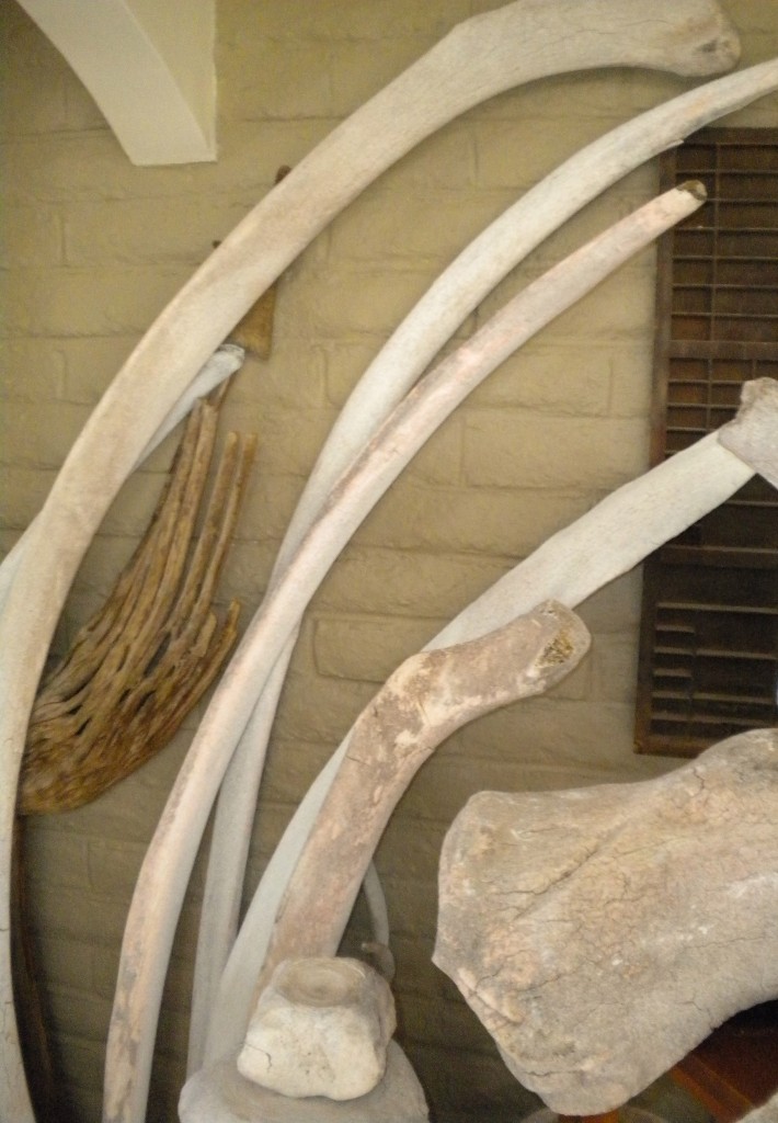 Whale Bone Ribs Against Wall 291 The Fin Foundation