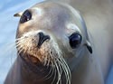 sea lion cute face