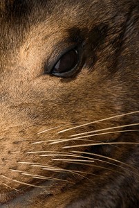 sea lion face close up