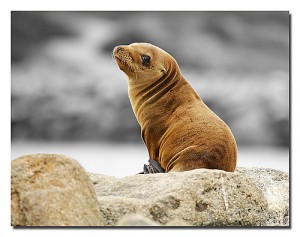 sea lion turned to look