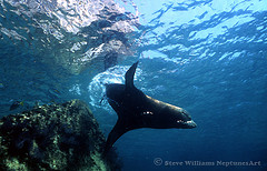 sea of cortez male sea lion