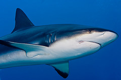 caribbean reef shark 3.jpg