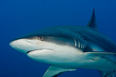 cayman caribbean reef shark.jpg