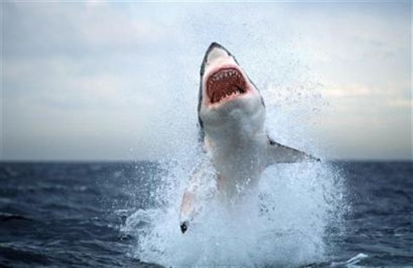 white shark jump.jpg