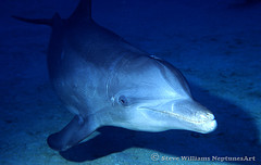 honduras dolphin face.jpg