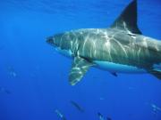 View The Sharks and Related Species Album