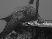 View The Marine Reptiles Album